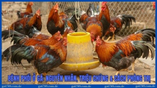 benh phoi o ga