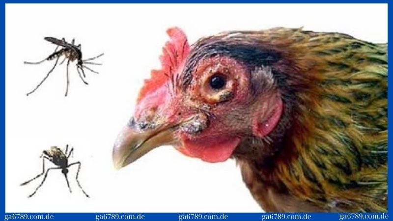 Triệu chứng căn bệnh đậu gà thường gặp hiện nay