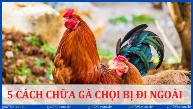 cach chua ga choi bi di ngoai