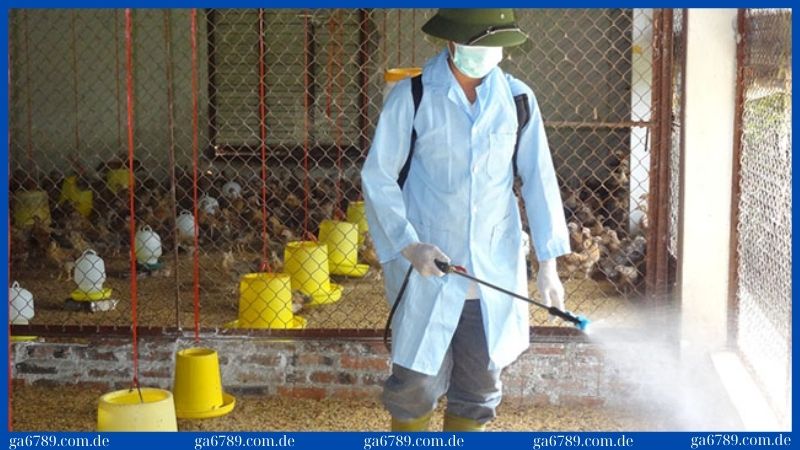 Vệ sinh chuồng trại sạch sẽ để phòng chống bệnh newcastle