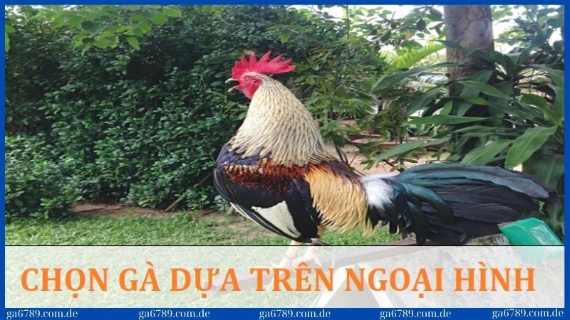 Điều quan trọng đầu tiên trong cách chọn gà tre đá cựa là dựa trên ngoại hình