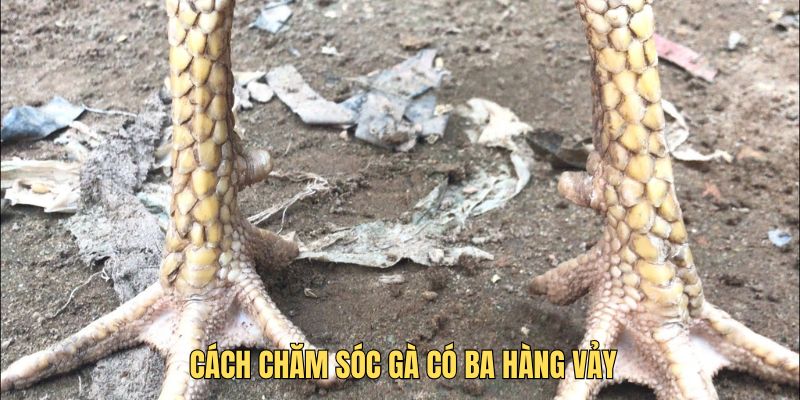 Cách chăm sóc gà có ba vảy để có một sức khỏe tốt khi chiến 