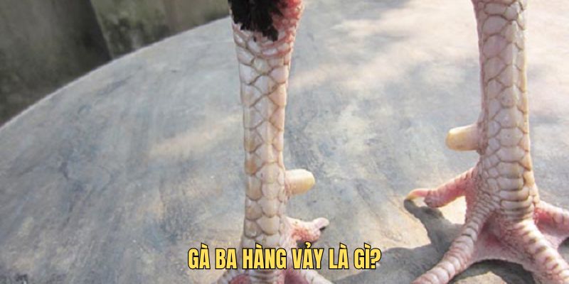 Tìm hiểu gà ba hàng vảy là gì