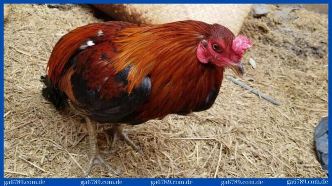 ga bi chuong dieu kho chan