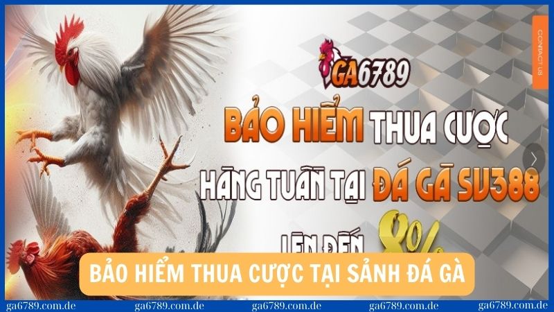 Bảo hiểm thua cược hàng tuần tại sảnh đá gà và thể thao