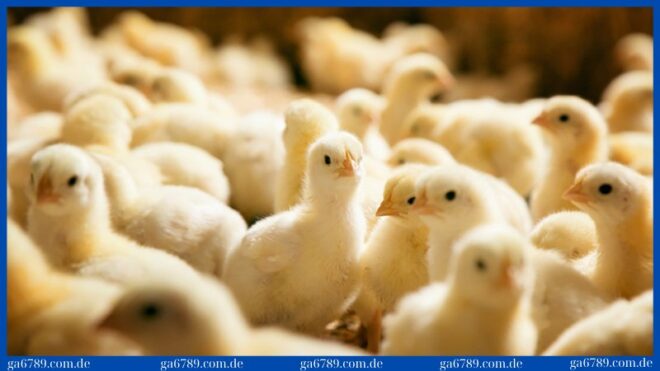 mot so benh thuong gap o ga con