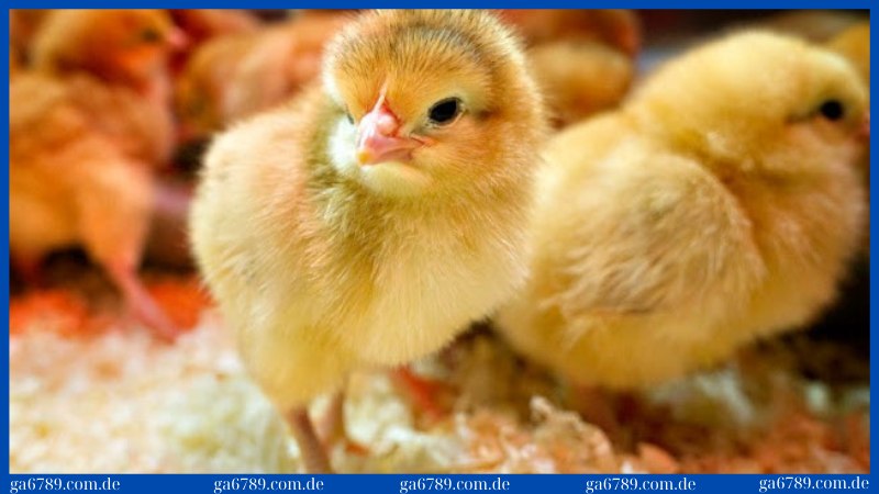 Một số bệnh thường gặp ở gà con với bệnh dịch tả nghiêm trọng