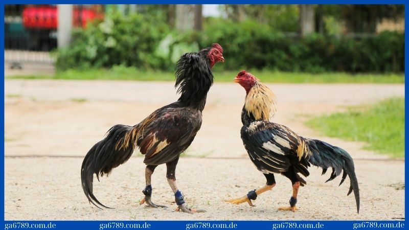 Gà được lai đá cựa sẽ to khỏe hơn