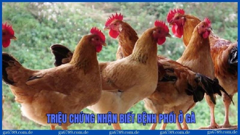 Những triệu chứng dễ phát hiện khi gà mắc bệnh phổi